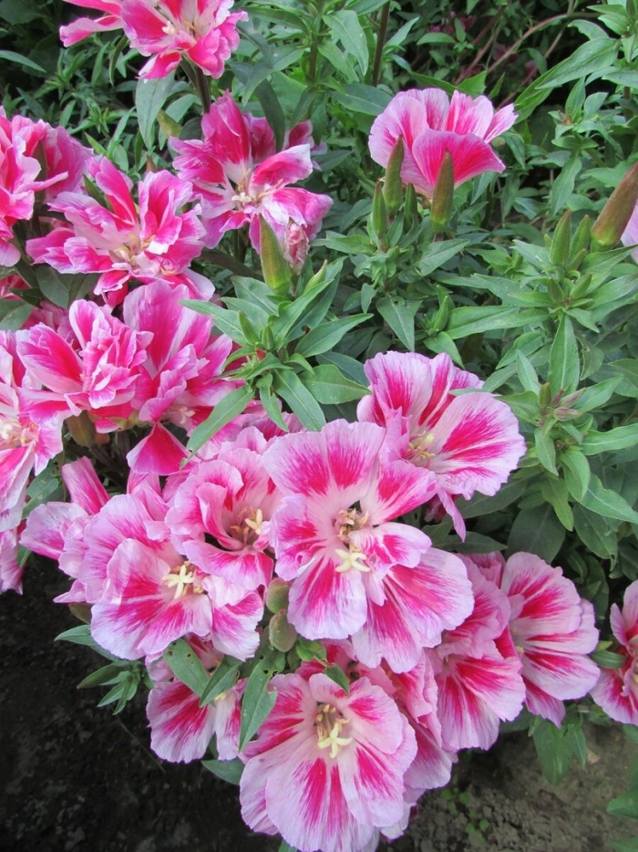 Годеция шервуд махровая