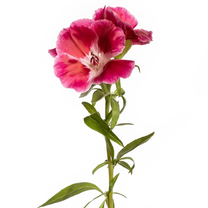 Цветок годеция