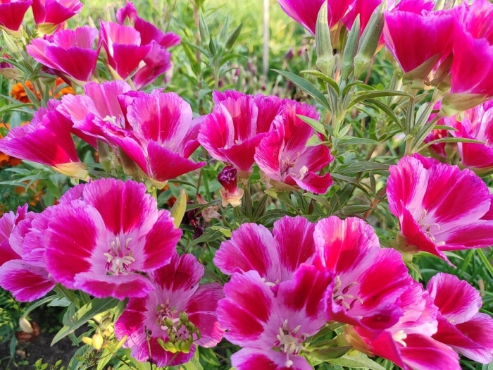 Годеция оранж глори