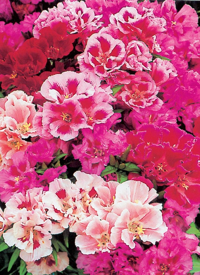 Годеция крупноцветковая азалиецветковая смесь