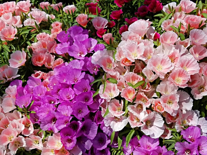 Годеция гавана смесь