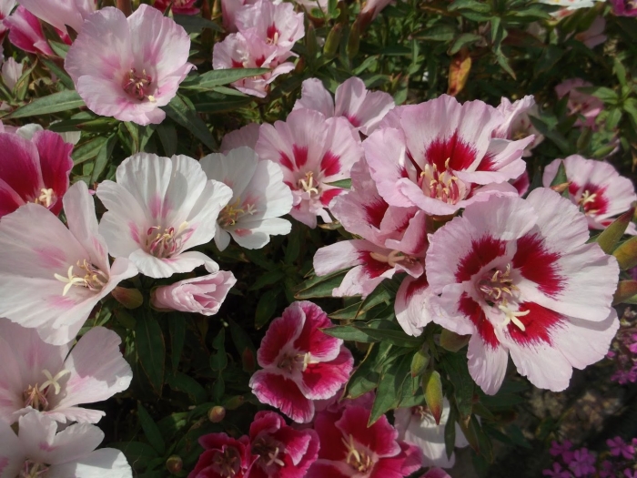 Годеция монарх цветок