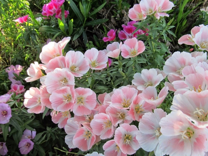 Кларкия эппл блоссом