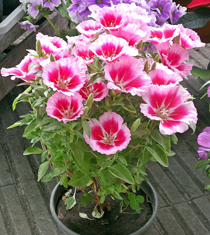 Однолетние цветы годеция