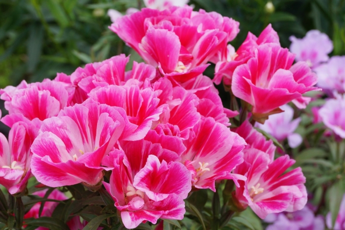 Годеция цветок