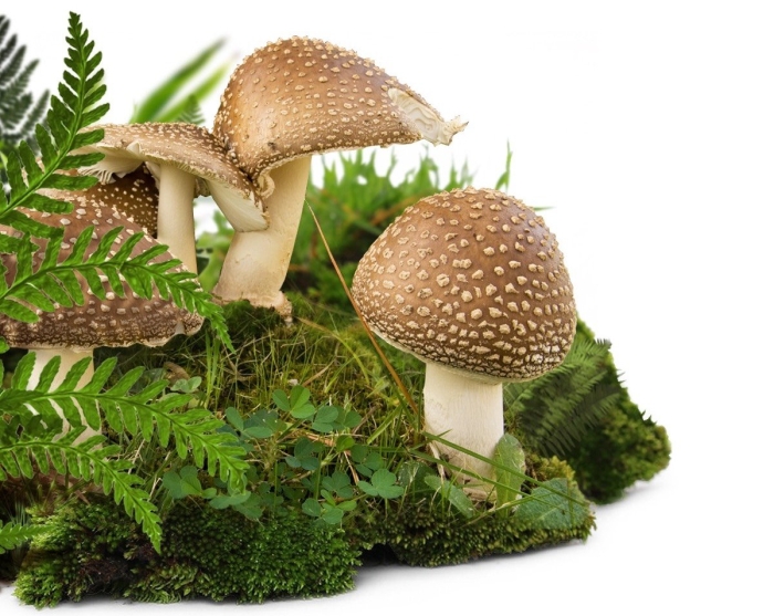 Мухомор пантерный гриб