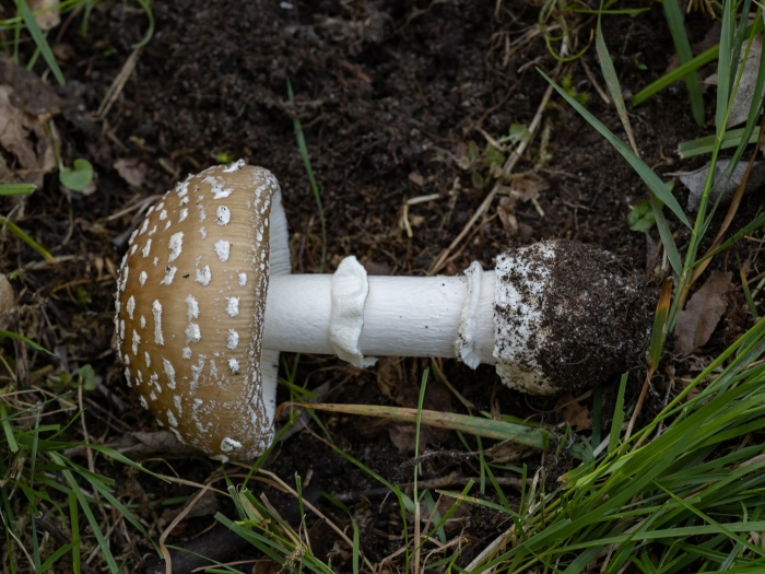 Мухомор красный и пантерный