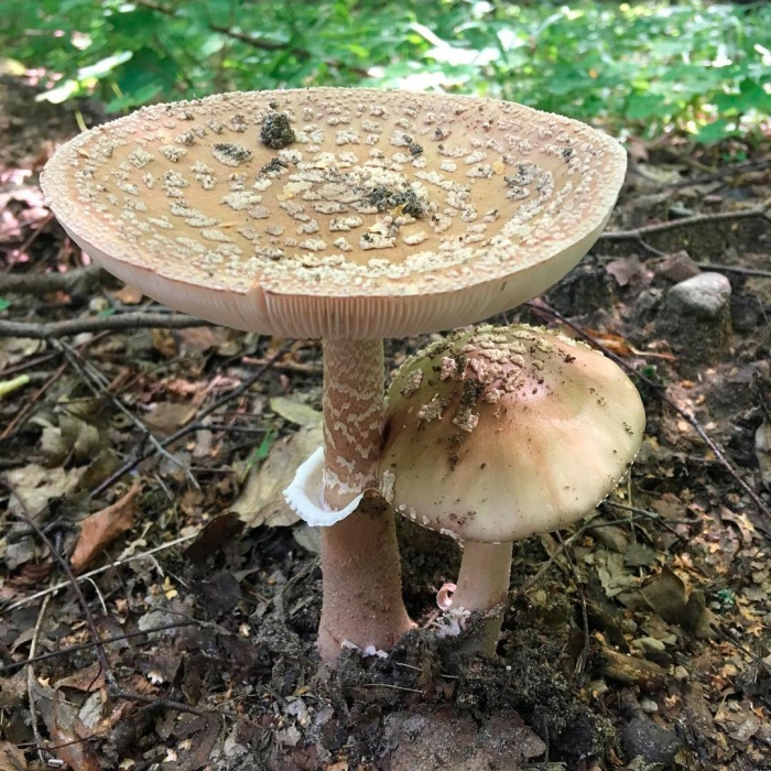 Гриб amanita rubescens