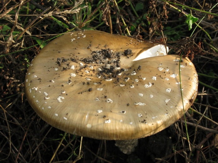 Amanita pantherina
