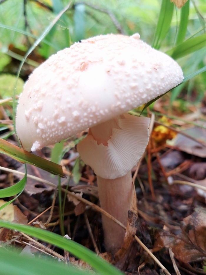 Мухомор серо розовый съедобный