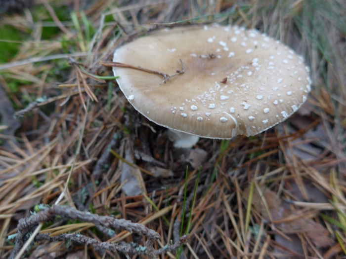 Мухомор пантерный