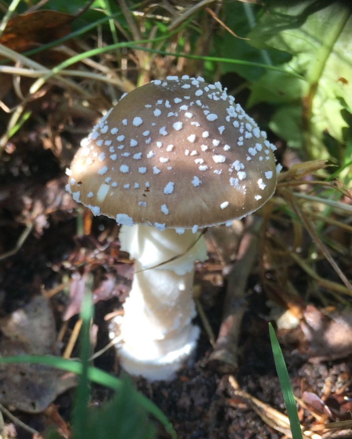 Amanita pantherina