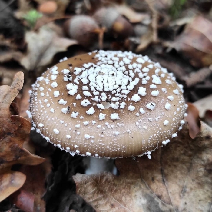 Королевский мухомор