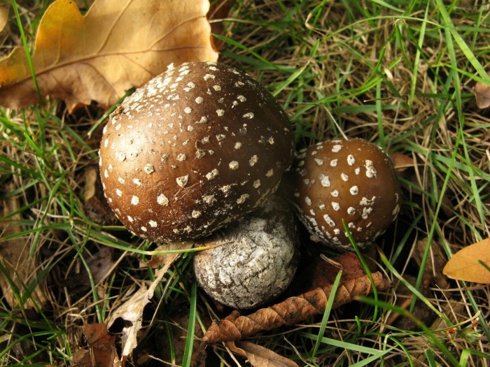 Мухомор коричневый