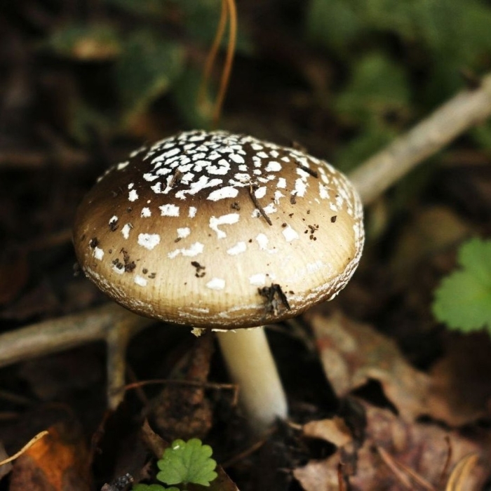 Мухомор пантерный