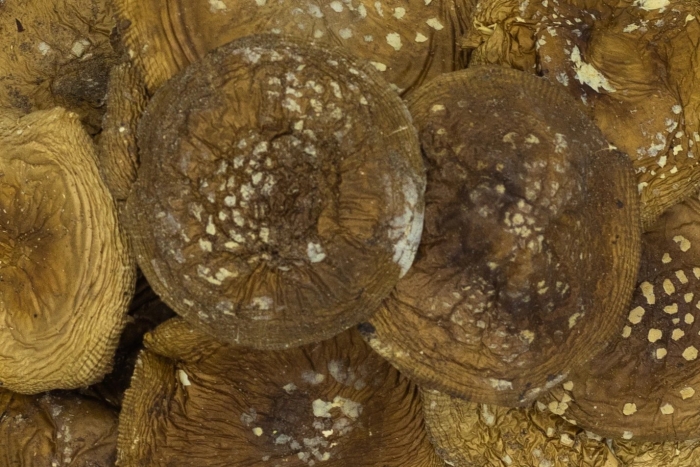 Пантерный мухомор сушеный