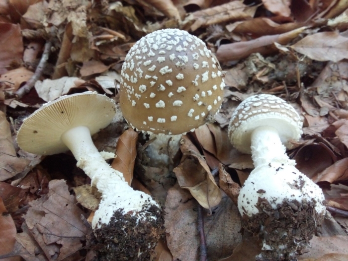 Мухомор красный и пантерный