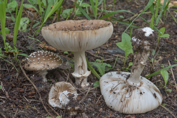 Гриб поганка