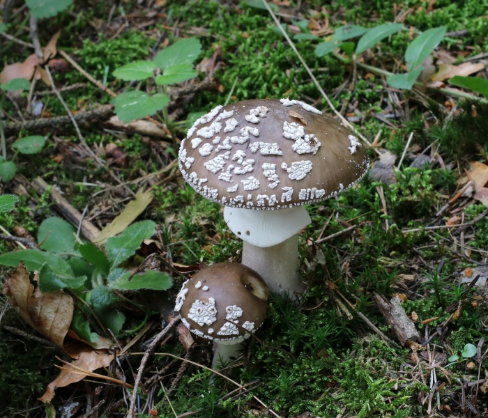 Мухомор пантерный