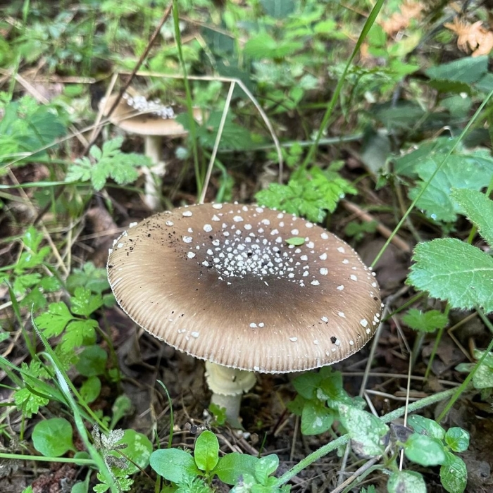 Мухомор пантерный