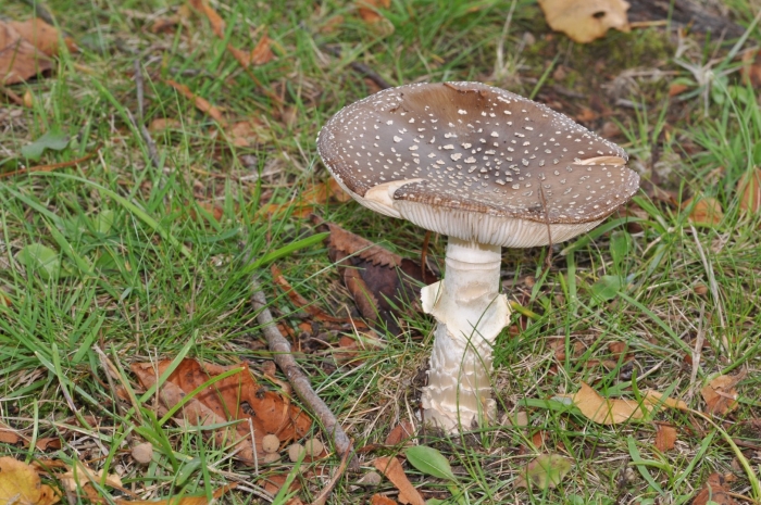 Мухомор пантерный