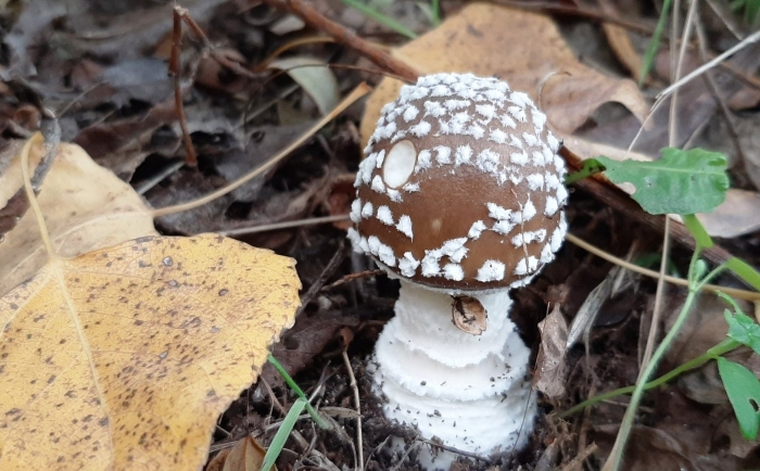 Мухомор королевский