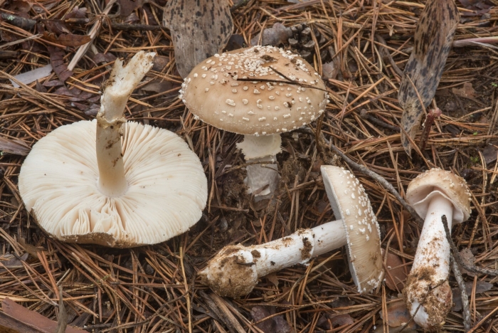 Гриб мухомор пантерный