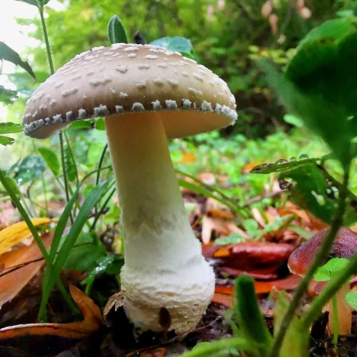 Бледная поганка