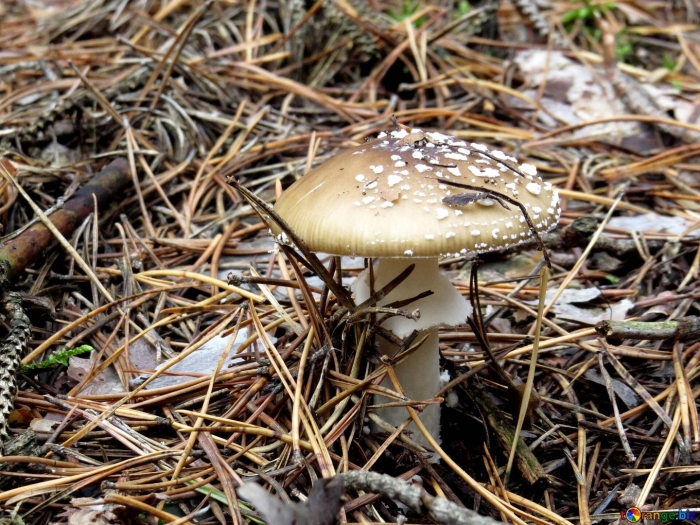 Поганка гриб