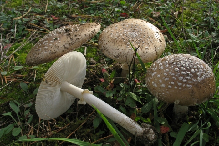 Мухомор серый