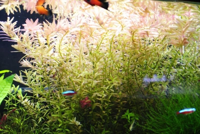 Ротала бангладеш аквариумное