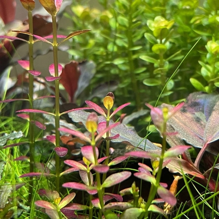 Людвигия болотная аквариумное