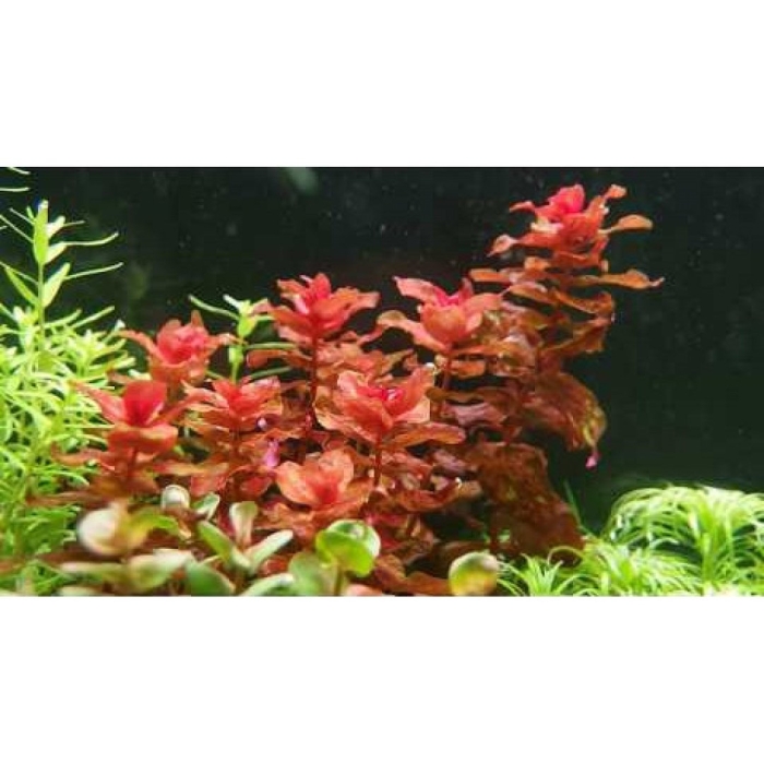 Rotala macrandra