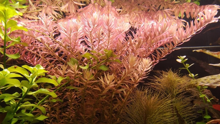 Ротала индика аквариумное растение