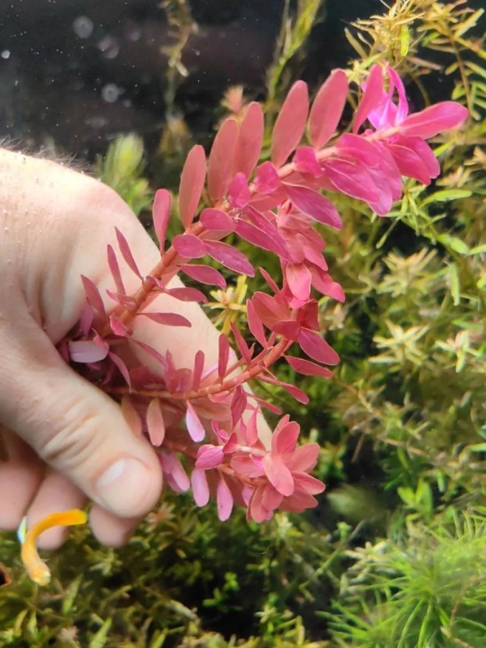 Ротала макрандра