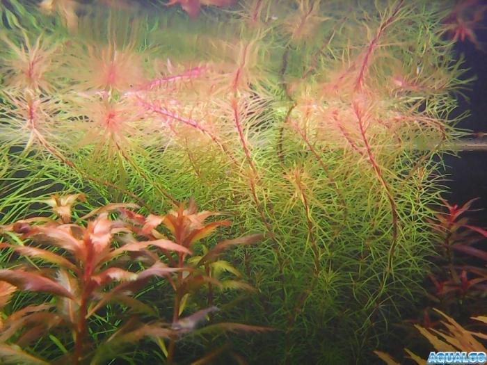 Ротала валлиха вьетнам