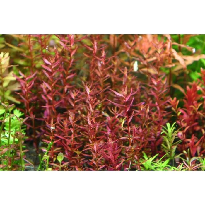 Ротала мьянма аквариумное