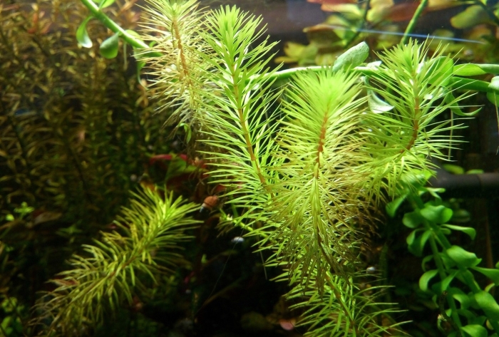 Ротала бангладеш аквариумное