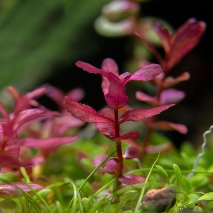 Ротала макрандра