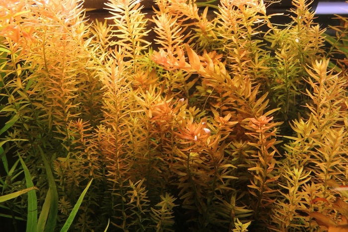 Ротала индийская круглолистная