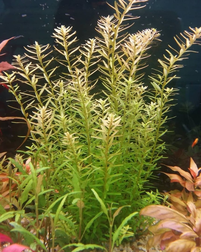 Ротала аквариумное растение