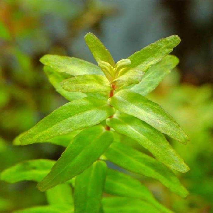 Ротала макрандра