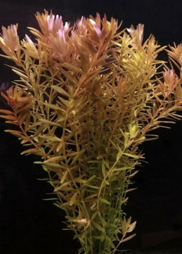 Ротала индика аквариумное растение