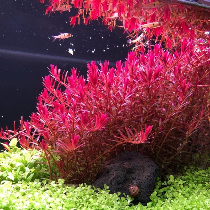 Ротала хра аквариумное растение