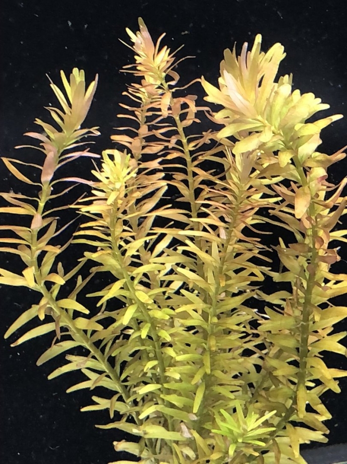 Ротала индика аквариумное растение