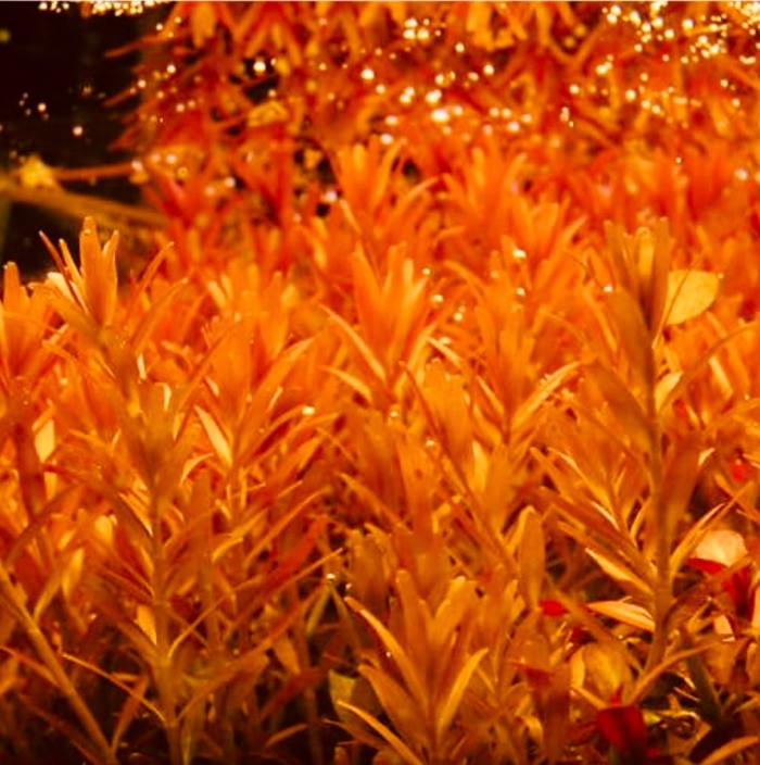 Ротала ротундифолия оранж