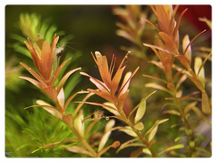 Ротала оранж джус