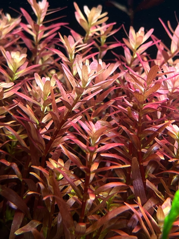 Людвигия супер ред