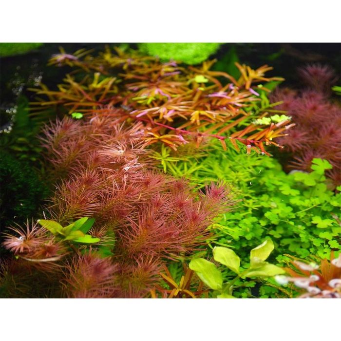 Ротала валлиха