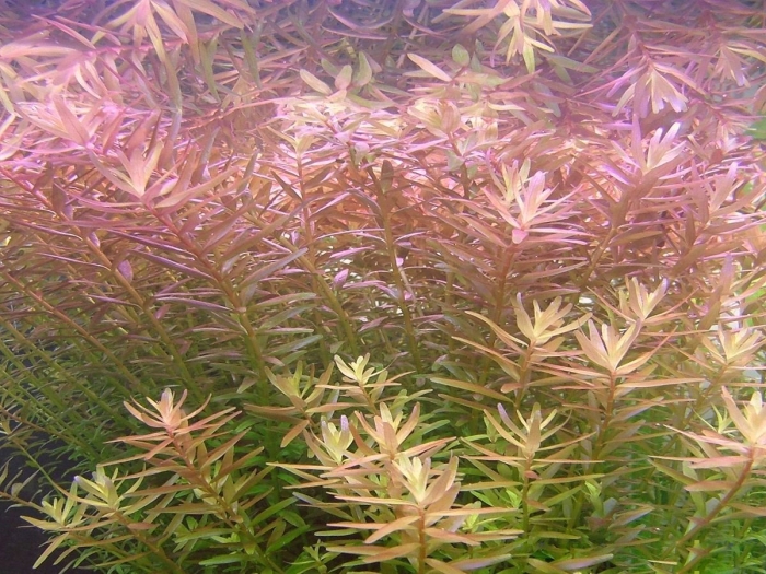 Ротала индика аквариумное растение